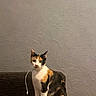 calico_cat, cat, feline, pet, animal, sitting, upright, alert, staring, portrait, indoors, couch, furniture, textured_wall, black_white_orange, whiskers, pointed_ears, tail, charging_cable, home_interior