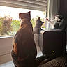 cats, three_cats, pets, animals, window, indoors, home, sunlight, backlit, curious, sitting, standing, paw, black_and_white_cat, tabby_cat, fur, speaker, windowsill, shutters, outdoor_view