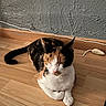 animal, black_fur, calico_cat, cat, closed_eyes, crossed_paws, ears, feline, fur, indoor, orange_fur, pet, relaxed, rope_toy, sitting, sleepy, wall, whiskers, white_fur, wooden_floor