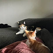 Harley a rejoint le concours — aidez-le/la à gagner de superbes lots ! animals, blanket, calico_cat, cats, couch, cozy, curious, ears, feline, fur, home, indoor, living_room, lying_down, orange_white_cat, pets, portrait, sitting, two_cats, whiskers