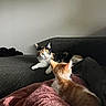 animals, blanket, calico_cat, cats, couch, cozy, curious, ears, feline, fur, home, indoor, living_room, lying_down, orange_white_cat, pets, portrait, sitting, two_cats, whiskers