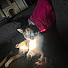 cat, calico_cat, pet, animal, couch, sofa, cushion, pink_pillow, indoor, home, sunlight, sunbeam, dramatic_lighting, relaxed, sitting, lying_down, green_eyes, whiskers, paw, human_hand