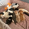 cat, kittens, mother_cat, calico_cat, newborn_kittens, black_and_white, orange_tabby, gray_cat, nursing, sleeping, animal_family, pet, cute, feline, blanket, pet_bed, stuffed_animals, indoor, cozy, adorable