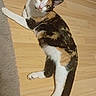 cat, calico_cat, feline, pet, animal, lying_down, stretching, raised_paw, wooden_floor, rug, indoor, home, curious, wide_eyed, tilted_head, whiskers, ears, tail, fur, portrait