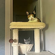 Harley a rejoint le concours — aidez-le/la à gagner de superbes lots ! cat, kitten, calico_cat, gray_cat, cat_tree, pet, animals, indoor, home, doorway, sitting, peeking, portrait, fur, whiskers, ears, green_eyes, cat_furniture, cozy, playful