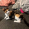 cat, calico_cat, pet, feline, animal, couch, sofa, blanket, pillows, remote_control, keyboard, indoors, home, living_room, sitting, lying_down, white_fur, orange_fur, black_fur, portrait