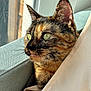 Kiki participe au concours pour gagner de l'argent avec cette photo : cat, tortoiseshell_cat, close_up, portrait, indoor, sunlight, window, curtain, whiskers, green_eyes, feline, pet, cozy, resting, fur, animal, cute, looking, side_view, relaxed