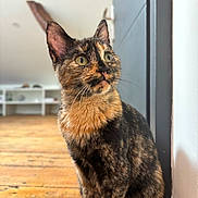 Kiki participe au concours pour gagner de l'argent avec cette photo : cat, tortoiseshell, indoor, wooden_floor, pet, animal, feline, sitting, curious, alert, ears, whiskers, green_eyes, fur, domestic_cat, closeup, portrait, background_blur, house, shelf