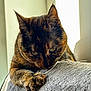 cat, tortoiseshell, claws, close_up, indoor, playing, fabric, paw, fur, whiskers, window_light, focused, pet, animal, cute, clawing, texture, soft, resting, sunlight