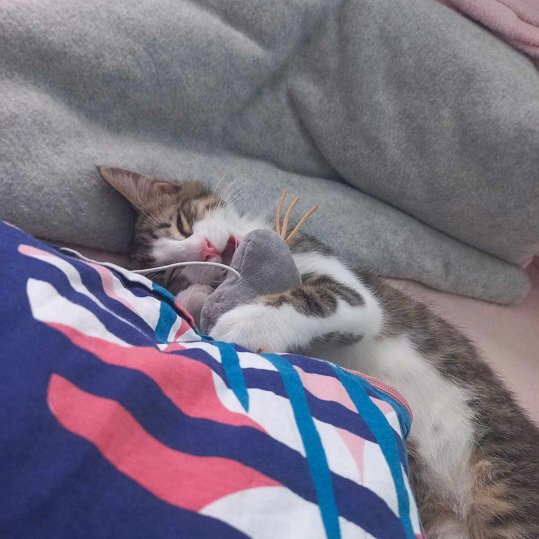 Mika participe au concours pour gagner de l'argent avec cette photo : animal, bed, bedroom, blanket, cat, couch, cushion, face, furniture, head, homedecor, indoors, kitten, person, pet, photography, portrait, quilt, room, sleeping