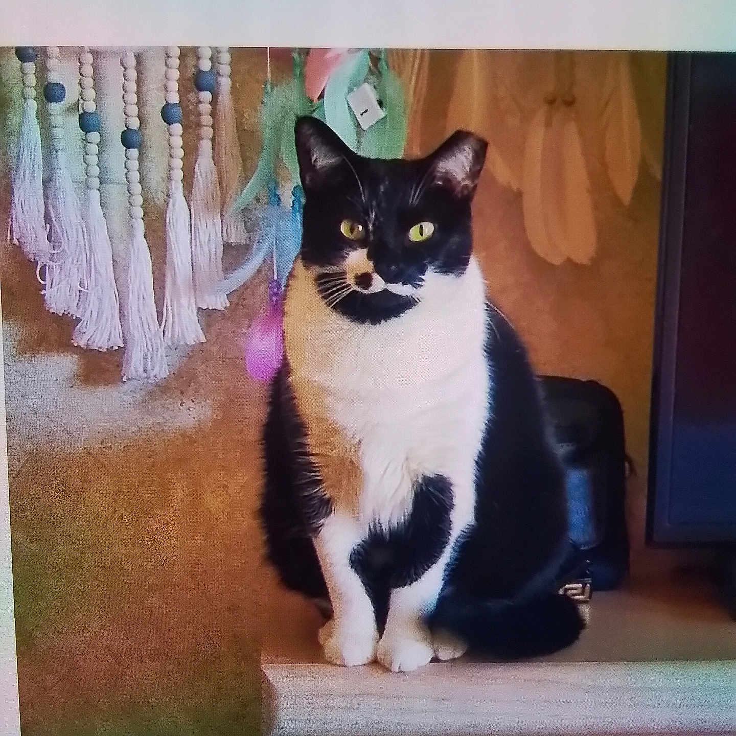 Babygirl joined the competition — help win amazing prizes! animal, black_and_white, cat, cute, decor, domestic_animal, dreamcatcher, ears, feline, fur, home, indoor, pet, sitting, tail, tuxedo_cat, wall, whiskers, wood_surface, yellow_eyes