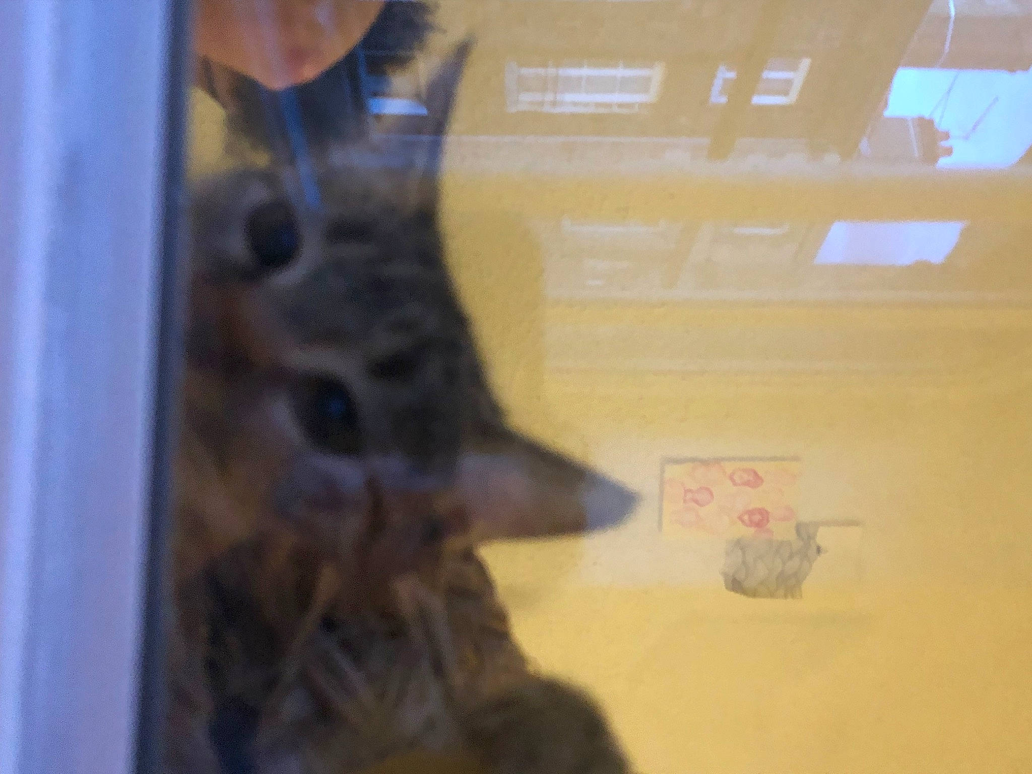 Millou a rejoint le concours — aidez-le/la à gagner de superbes lots ! bat, bird_supply, claw, domestic_short_haired_cat, felidae, fish, fur, perching_bird, pet_supply, rodent, room, tail, whiskers, wing, wood