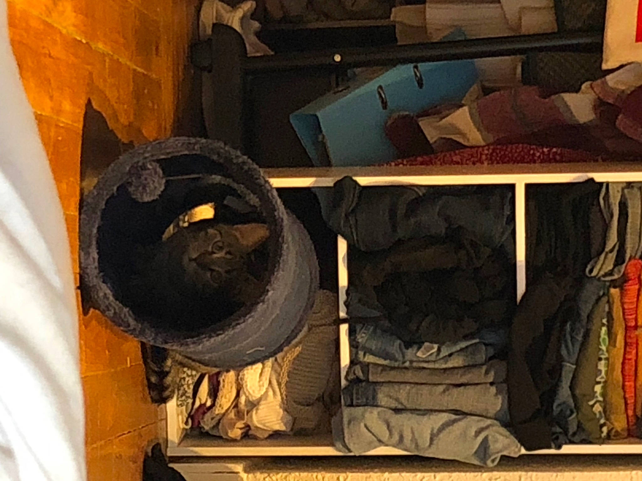 Millou a rejoint le concours — aidez-le/la à gagner de superbes lots ! antique, audio_equipment, auto_part, automotive_tire, automotive_wheel_system, bag, brown, fedora, fur, hat, headgear, helmet, luggage_and_bags, metal, personal_protective_equipment, room, shelving, sun_hat, tints_and_shades, wood