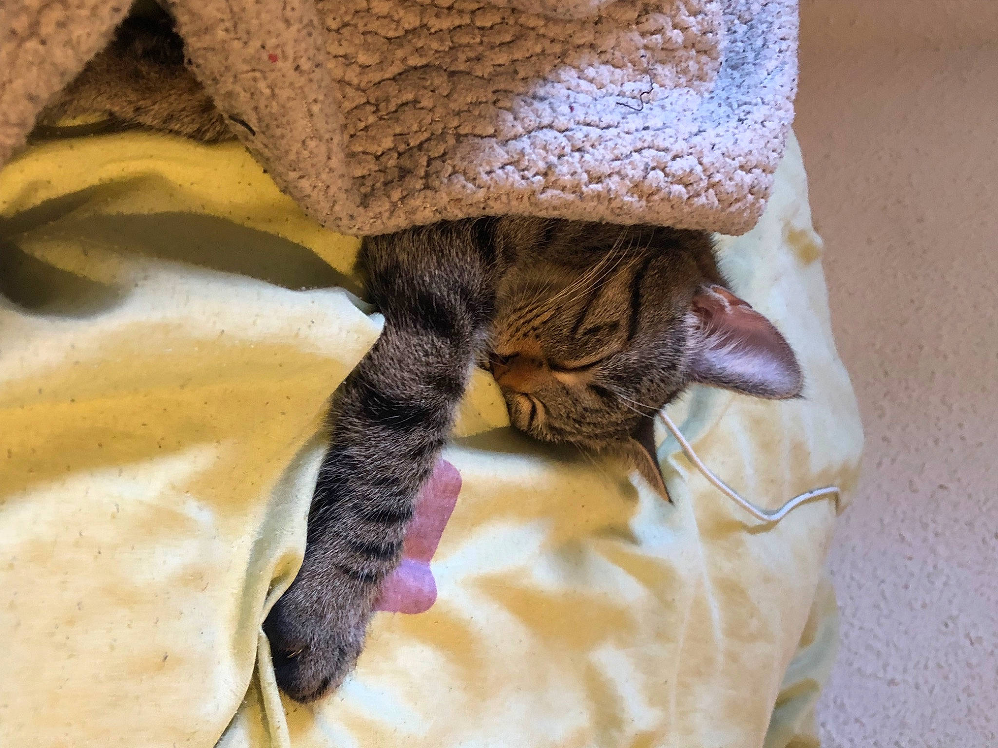 Millou participe au concours pour gagner de l'argent avec cette photo : cat, claw, comfort, domestic_short_haired_cat, fashion_accessory, fawn, felidae, fur, hat, human_leg, linens, nail, pattern, sleeve, small_to_medium_sized_cats, tail, terrestrial_animal, textile, whiskers, wool