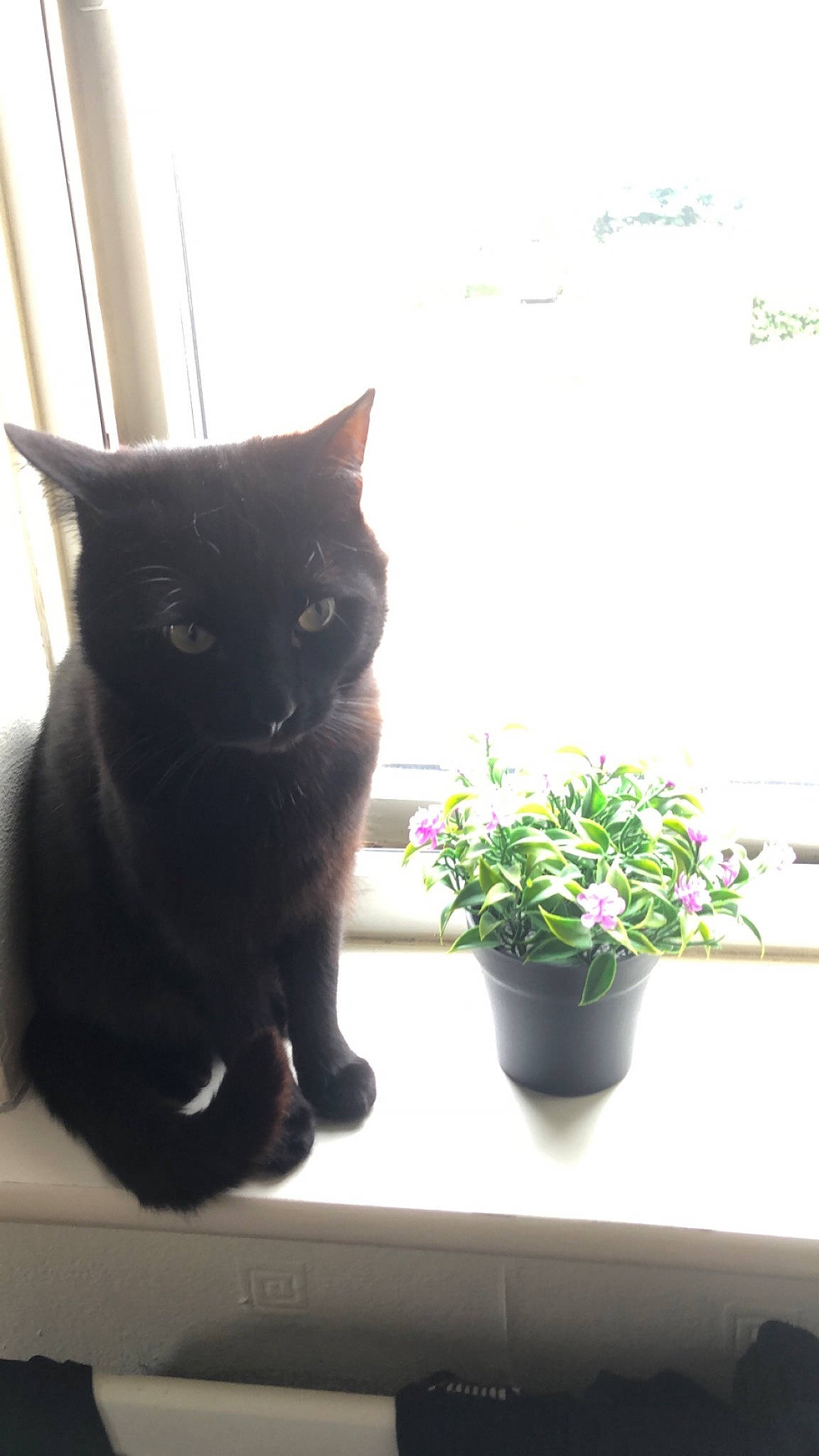 Joey is registered to the contest to win money with this photo: annual_plant, black_cat, carnivore, cat, domestic_short_haired_cat, felidae, flower, flowerpot, fur, grass, herbaceous_plant, houseplant, plant, small_to_medium_sized_cats, stairs, tail, tints_and_shades, tree, whiskers, window