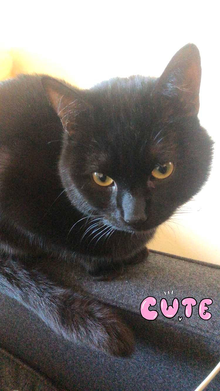 Joey is registered to the contest to win money with this photo: black_cat, bombay, carnivore, cat, domestic_short_haired_cat, felidae, fur, photo_caption, small_to_medium_sized_cats, snout, terrestrial_animal, whiskers