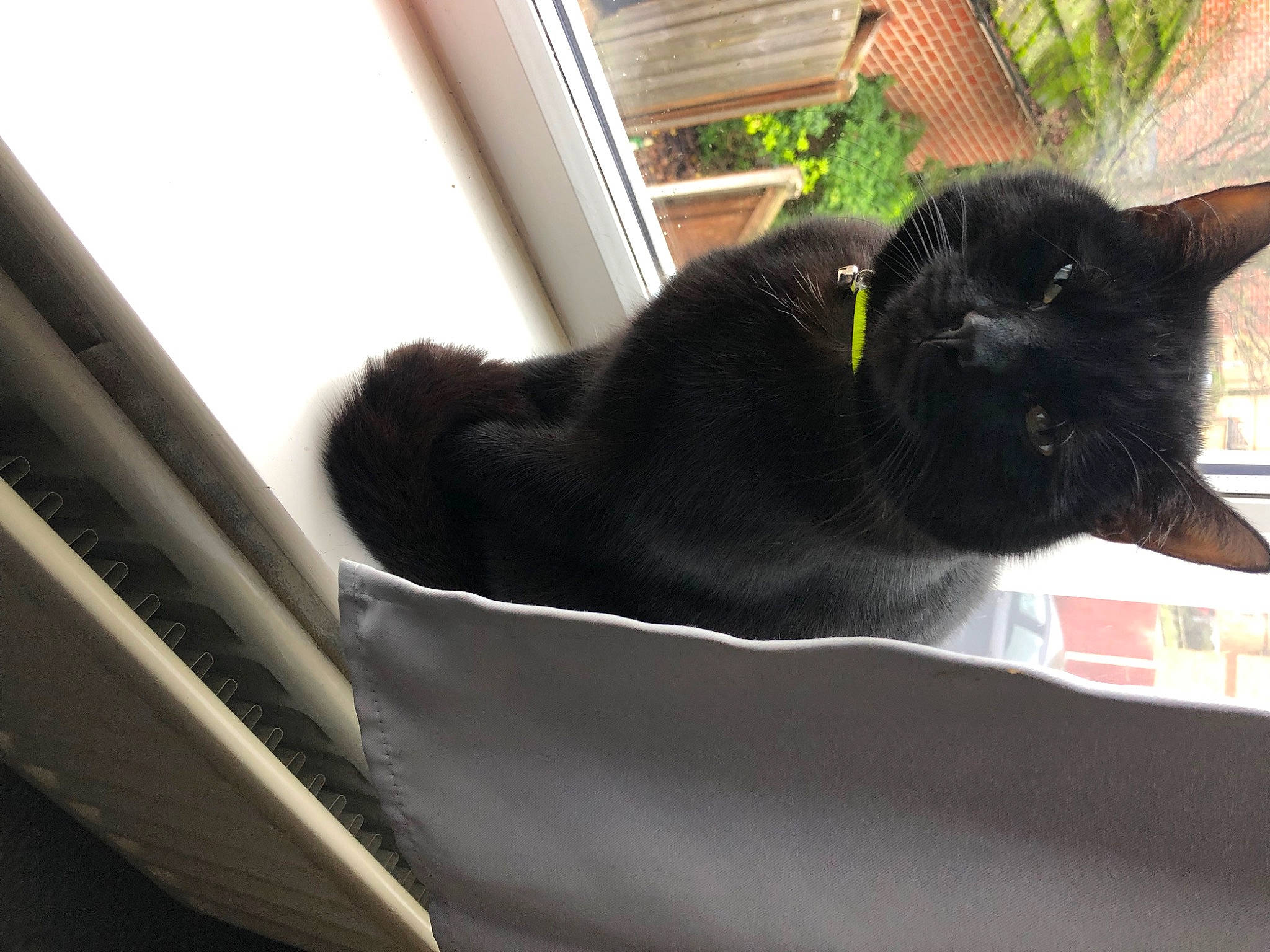 Joey is registered to the contest to win money with this photo: automotive_window_part, black_cat, bombay, carnivore, cat, claw, comfort, daylighting, domestic_short_haired_cat, felidae, fur, plant, sitting, small_to_medium_sized_cats, tail, tints_and_shades, whiskers, window, windshield