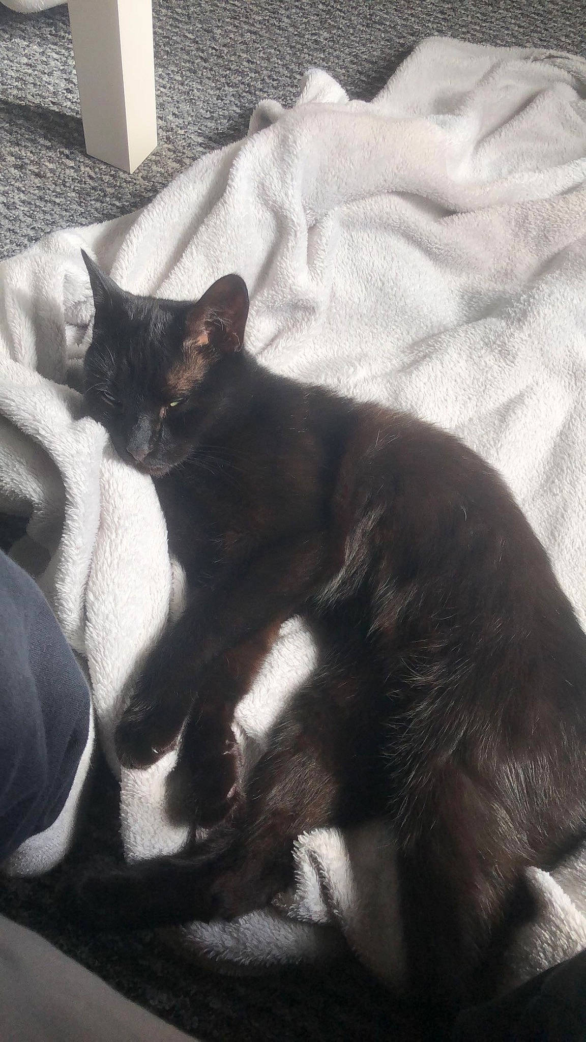 Joey is registered to the contest to win money with this photo: black_cat, bombay, carnivore, cat, claw, comfort, domestic_short_haired_cat, felidae, fur, grey, leg, linens, nap, paw, sitting, small_to_medium_sized_cats, snout, tail, terrestrial_animal, whiskers