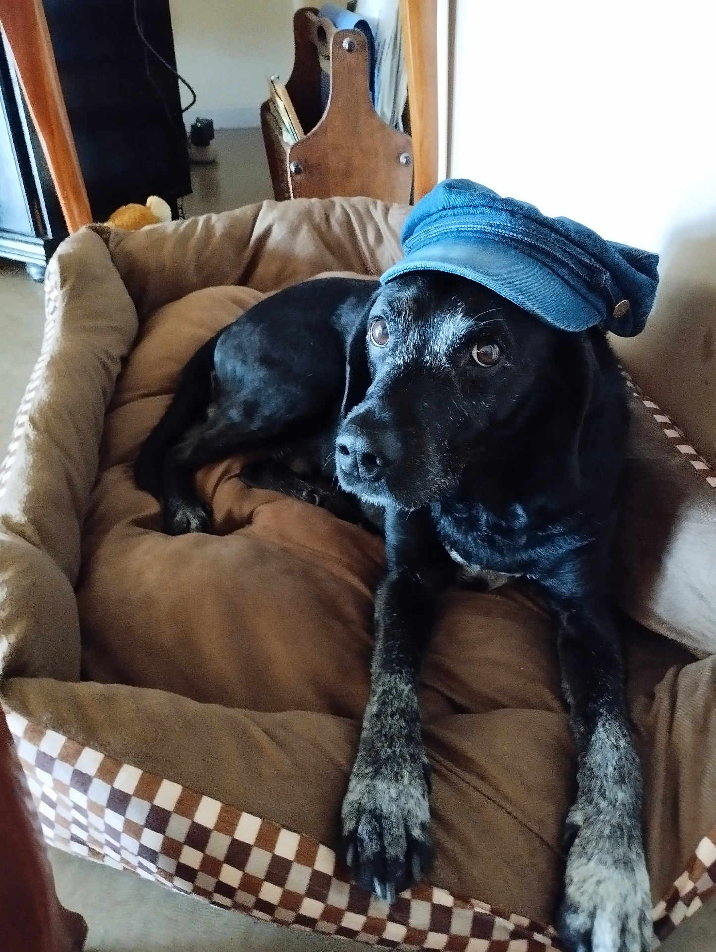 Voyou participe au concours pour gagner de l'argent avec cette photo : animal, architecture, baseballcap, building, canine, cap, chair, clothing, couch, cushion, dog, furniture, hat, homedecor, hound, indoors, labradorretriever, livingroom, pet, room