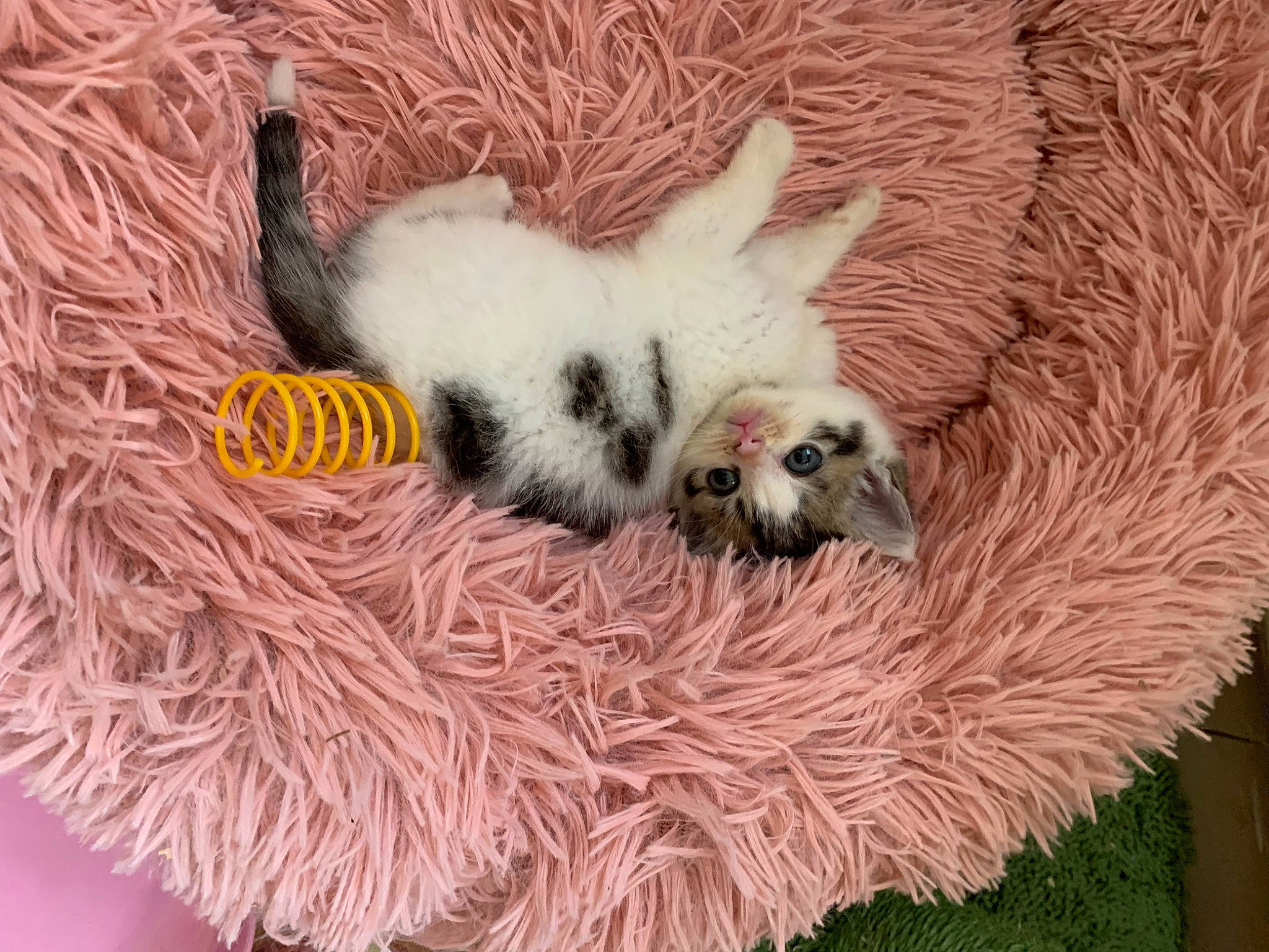 Minou participe au concours pour gagner de l'argent avec cette photo : basket, canidae, carnivore, comfort, companion_dog, dog, dog_breed, dog_supply, fawn, fur, grass, linens, paw, snout, sporting_group, tail, terrestrial_animal, toy_dog, whiskers, working_animal