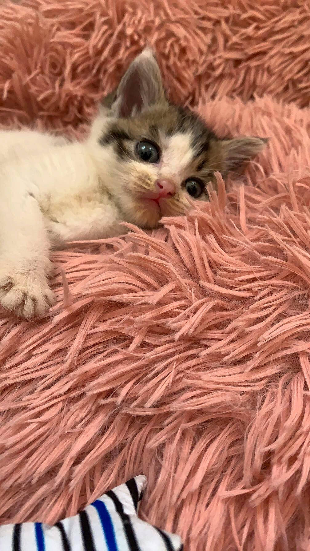 Minou a rejoint le concours — aidez-le/la à gagner de superbes lots ! carnivore, cat, claw, comfort, fawn, felidae, flooring, foot, fur, pattern, paw, peach, small_to_medium_sized_cats, tail, thread, whiskers, wood, wool