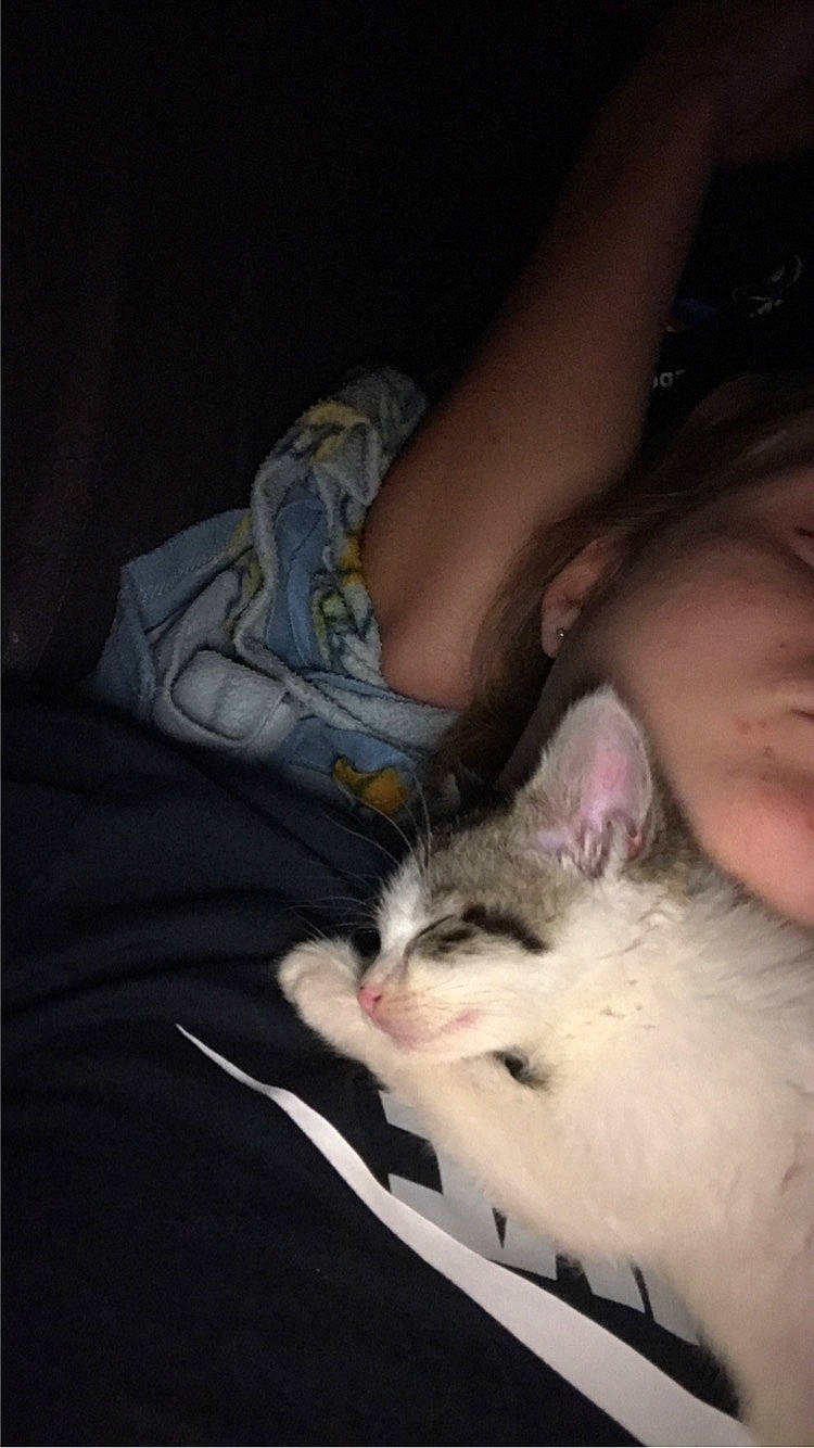 Minou participe au concours pour gagner de l'argent avec cette photo : carnivore, cat, comfort, darkness, domestic_short_haired_cat, felidae, foot, fur, gesture, human_leg, lap, nail, nap, paw, photo_caption, small_to_medium_sized_cats, whiskers