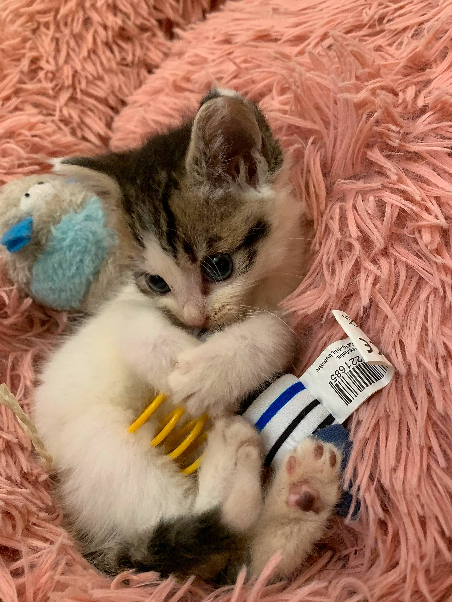 Minou participe au concours pour gagner de l'argent avec cette photo : carnivore, cat, cat_toy, claw, comfort, domestic_short_haired_cat, fawn, felidae, foot, fur, pattern, paw, photo_caption, plant, small_to_medium_sized_cats, snout, tail, terrestrial_animal, whiskers