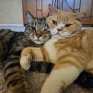 Jibyan And Hunter joined the competition — help win amazing prizes! animal_pair, carpet, cat, close_up, companionship, cozy, cute, domestic_cat, feline, fur, indoor, orange_cat, pets, relaxed, resting, snuggling, tabby_cat, two_animals, warm, whiskers