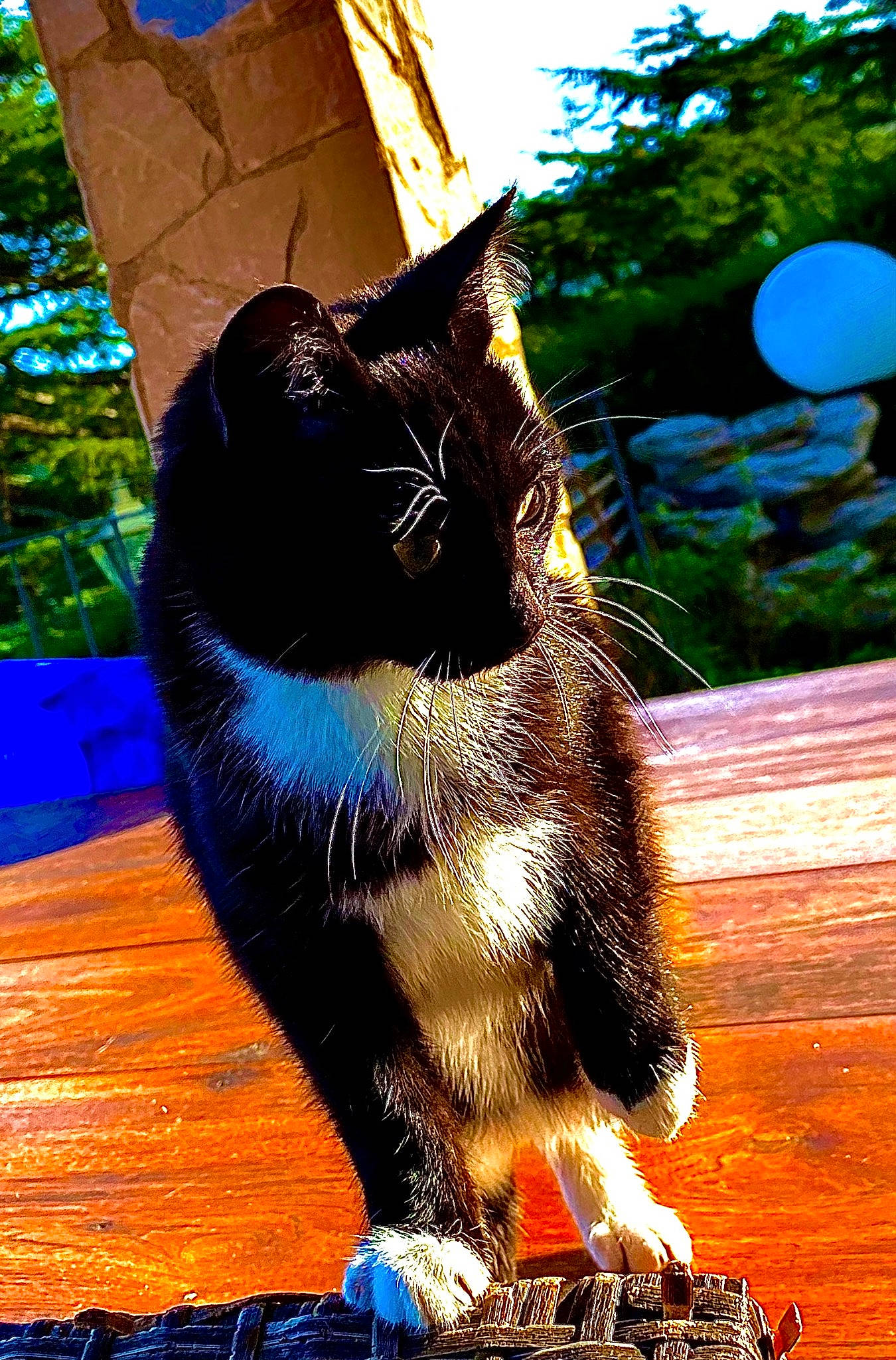 Grisouille participe au concours pour gagner de l'argent avec cette photo : black_cat, blue, carnivore, cat, domestic_short_haired_cat, electric_blue, fawn, felidae, grass, plant, small_to_medium_sized_cats, snout, sunlight, tail, terrestrial_animal, tints_and_shades, tree, whiskers, window, wood