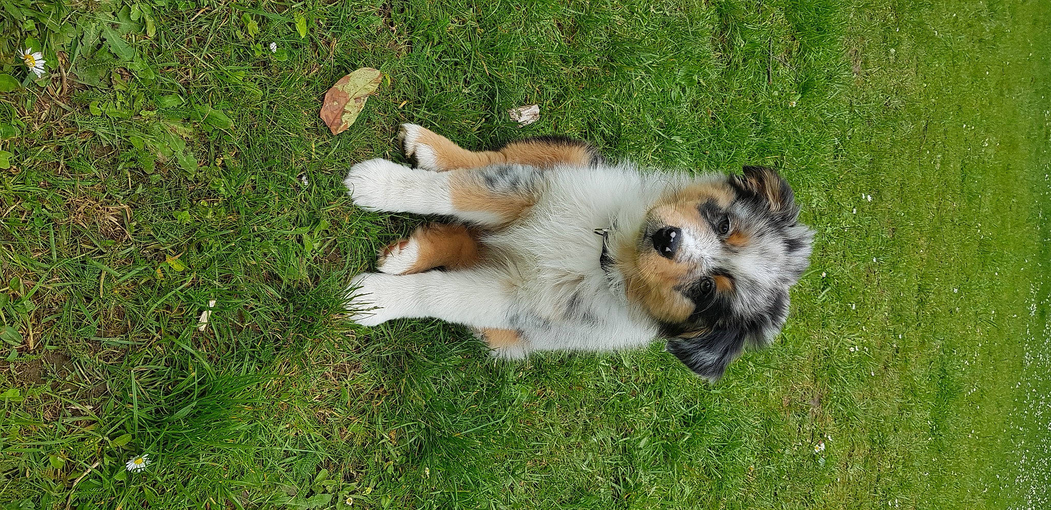 Umpa a rejoint le concours — aidez-le/la à gagner de superbes lots ! canidae, carnivore, companion_dog, dog, dog_breed, grass, groundcover, plant, small_terrier, sporting_group, tail, terrier, toy_dog, working_animal