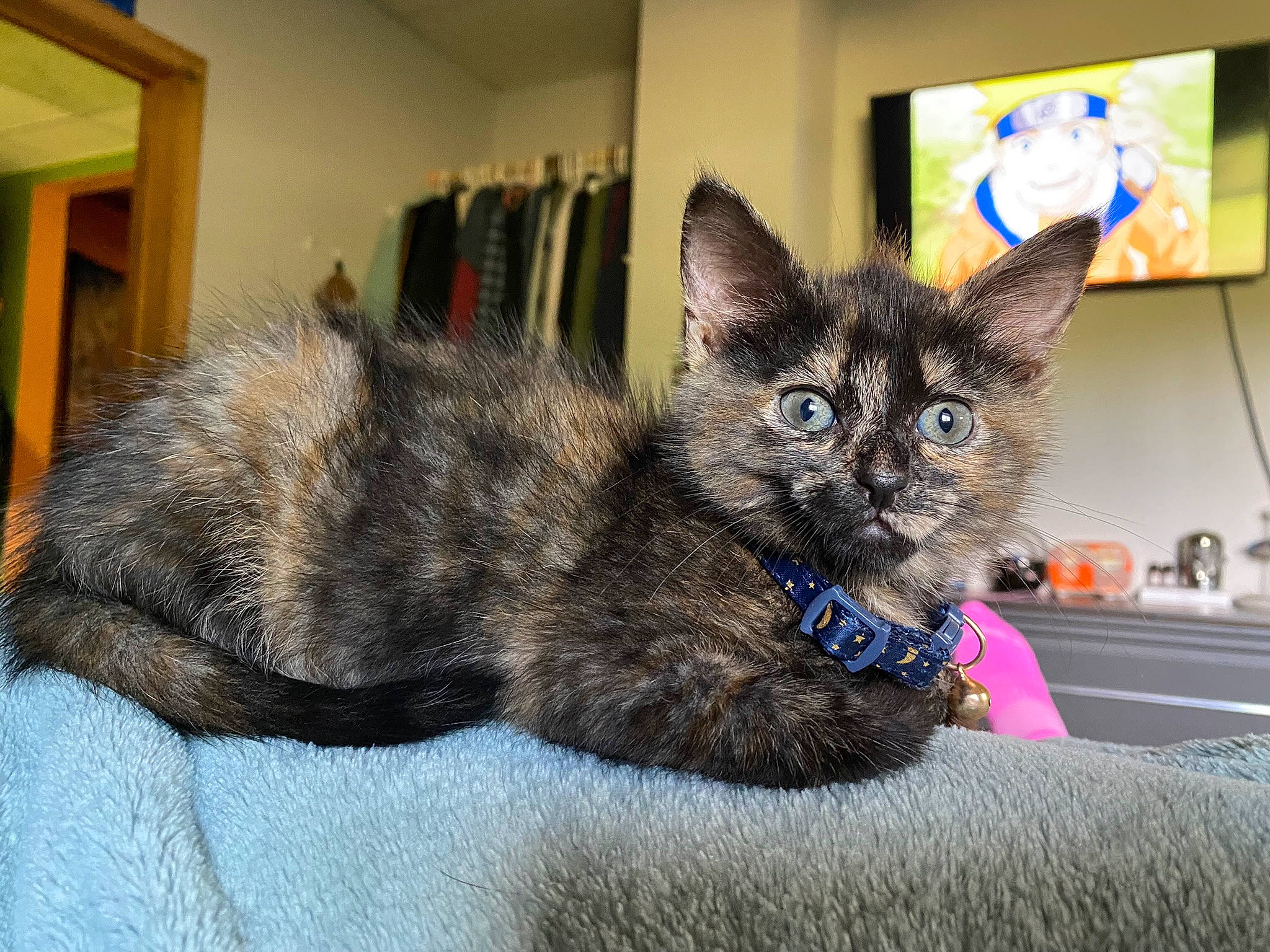 Azula is registered to the contest to win money with this photo: carnivore, cat, cat_furniture, cat_supply, claw, comfort, domestic_short_haired_cat, felidae, fur, paw, sitting, small_to_medium_sized_cats, snout, tail, terrestrial_animal, whiskers, window