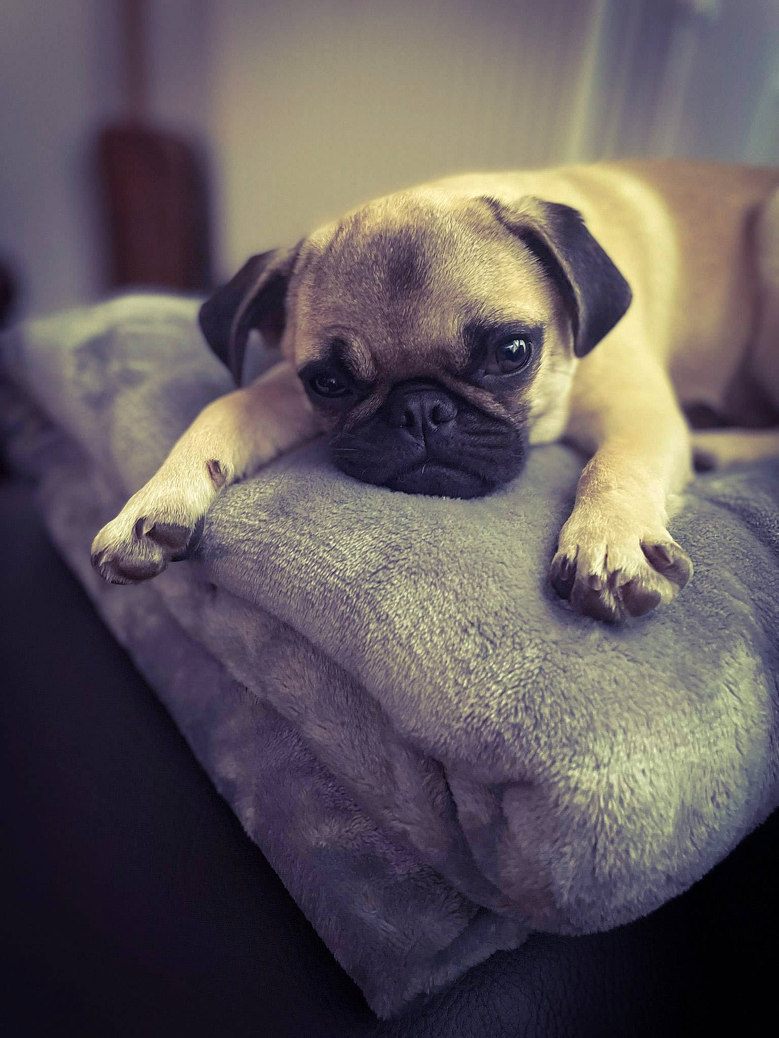 Dona participe au concours pour gagner de l'argent avec cette photo : carnivore, cloud, comfort, companion_dog, dog, dog_breed, ear, fawn, fur, grey, pug, puggle, puppy_love, snout, sporting_group, tints_and_shades, toy_dog, whiskers, working_animal, wrinkle