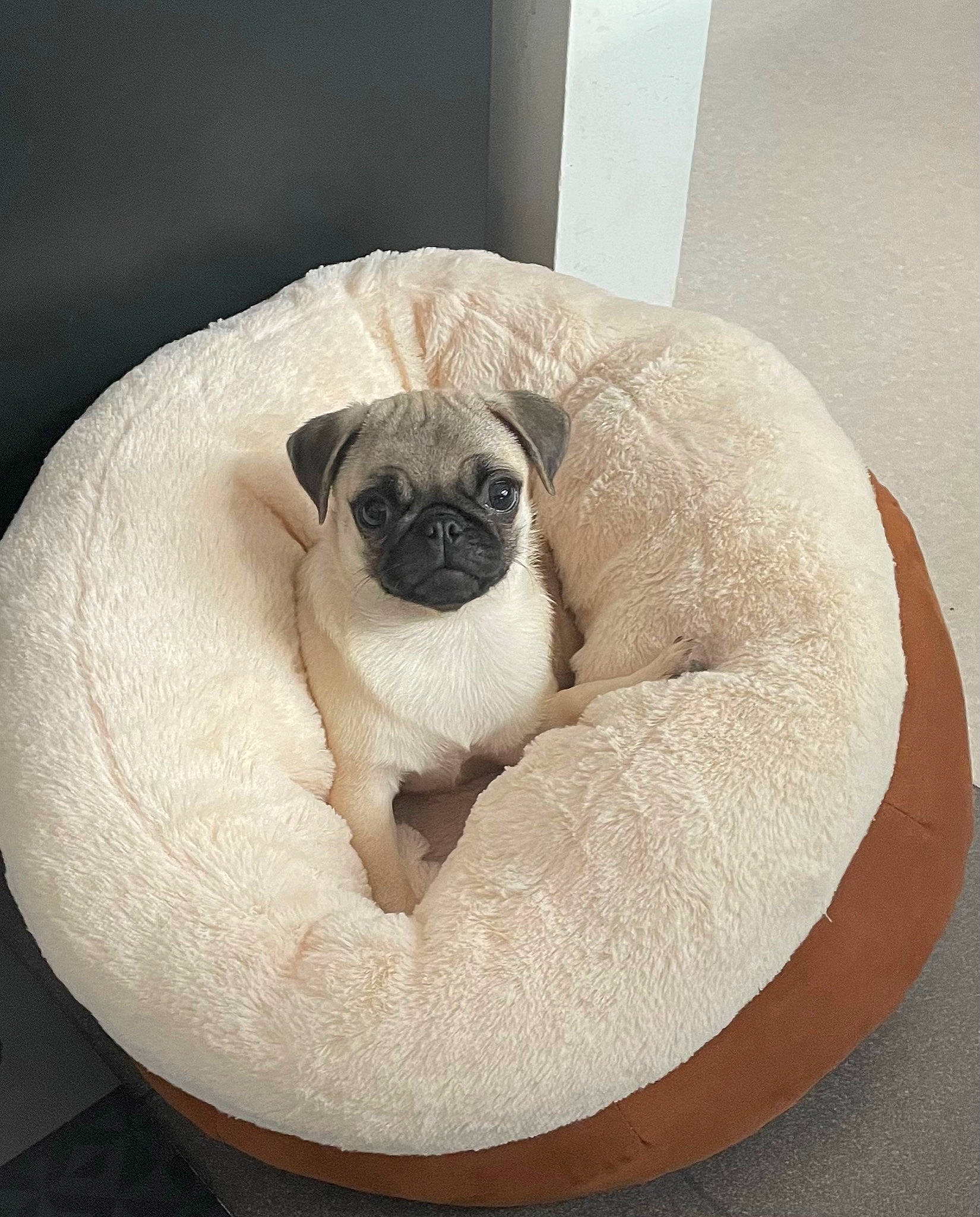 Dona a rejoint le concours — aidez-le/la à gagner de superbes lots ! canidae, carnivore, comfort, companion_dog, dog, dog_breed, fawn, felidae, fur, paw, pet_supply, pug, small_to_medium_sized_cats, snout, sporting_group, tail, terrestrial_animal, toy_dog, whiskers, working_animal