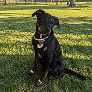 Thor is registered to the contest to win money with this photo: animal, bench, black_dog, canine, collar, curious, daylight, dog, grass, head_tilt, mammal, nature, outdoor, park, pet, shadow, sitting, sunlight, tag, tree