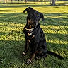Thor is registered to the contest to win money with this photo: animal, bench, black_dog, canine, collar, curious, daylight, dog, grass, head_tilt, mammal, nature, outdoor, park, pet, shadow, sitting, sunlight, tag, tree