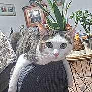 Shiva participe au concours pour gagner de l'argent avec cette photo : cat, tabby, indoor, furniture, plant, chair, relaxed, pet, animal, looking, curious, whiskers, ears, floor, table, decor, home, cozy, paws, domestic