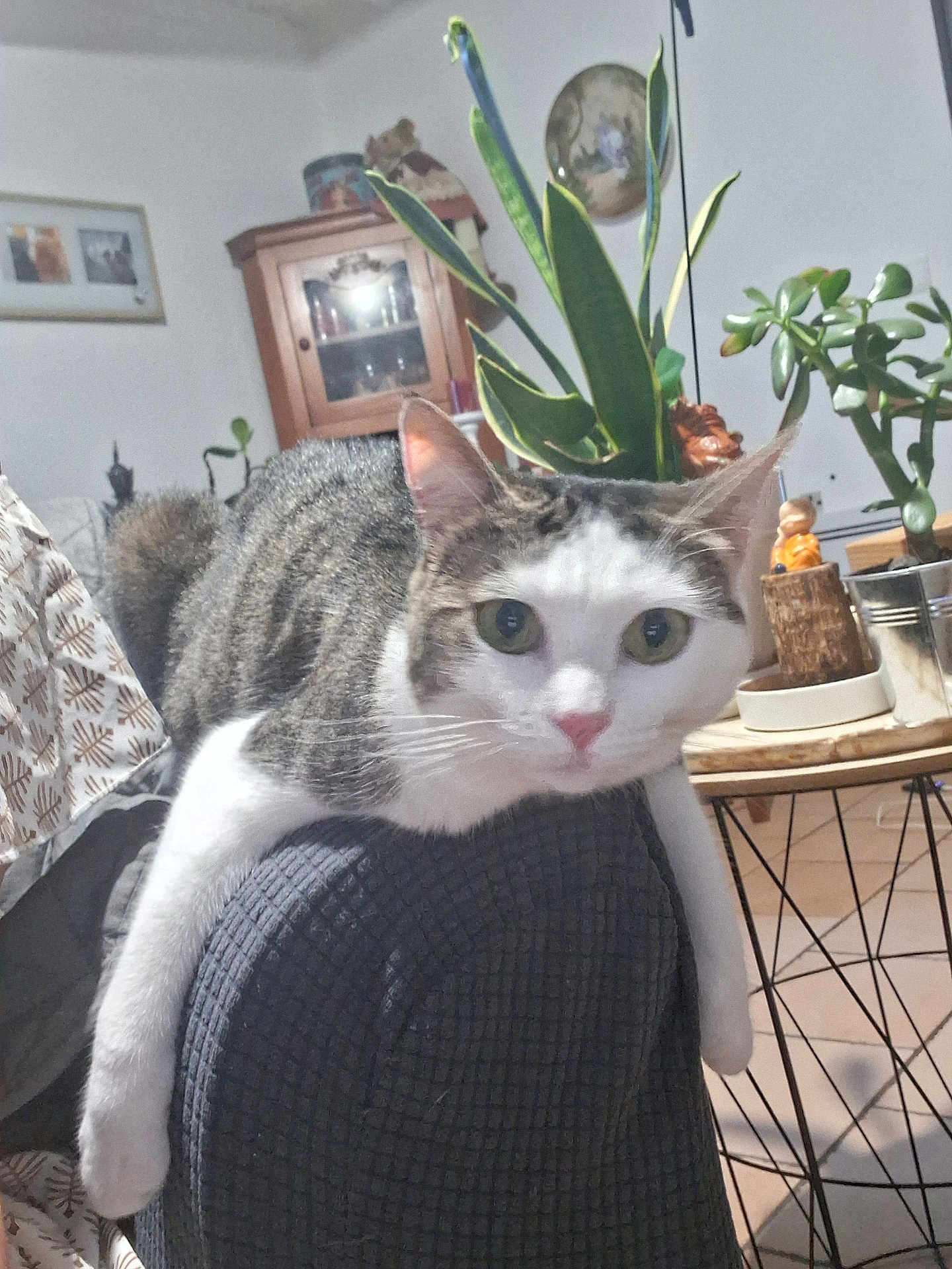 Shiva