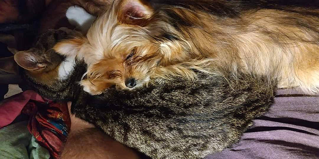 Prudence a rejoint le concours — aidez-le/la à gagner de superbes lots ! canidae, carnivore, claw, companion_dog, dog, dog_breed, fawn, felidae, fur, liver, paw, small_terrier, small_to_medium_sized_cats, snout, sporting_group, tail, terrier, toy_dog, whiskers, yorkipoo