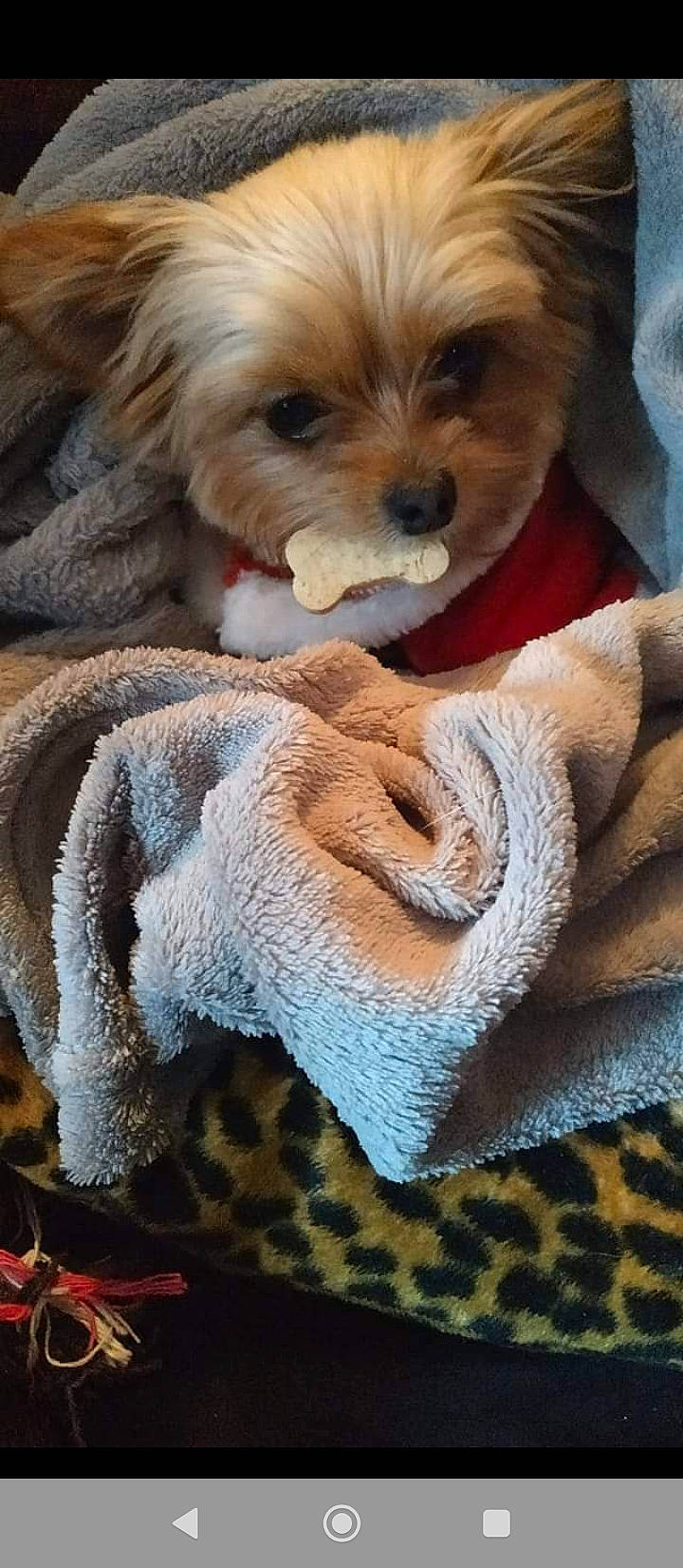 Prudence a rejoint le concours — aidez-le/la à gagner de superbes lots ! canidae, carnivore, chair, companion_dog, dog, dog_breed, dog_clothes, dog_supply, fawn, fur, liver, small_terrier, snout, sporting_group, terrier, textile, toy, toy_dog, wood, working_animal