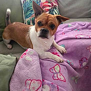 Milo is registered to the contest to win money with this photo: dog, small_dog, brown_and_white_dog, couch, blanket, purple_blanket, butterfly_pattern, cushion, colorful_cushion, indoor, pet, animal, resting, looking, ears_up, paw, cozy, living_room, fur, companion