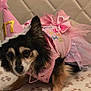 dog, birthday, party_hat, pink, tutu, celebration, pet, cute, small_dog, fur, costume, indoor, blanket, paw_prints, quilted_background, animal, face, ears, eyes, sitting