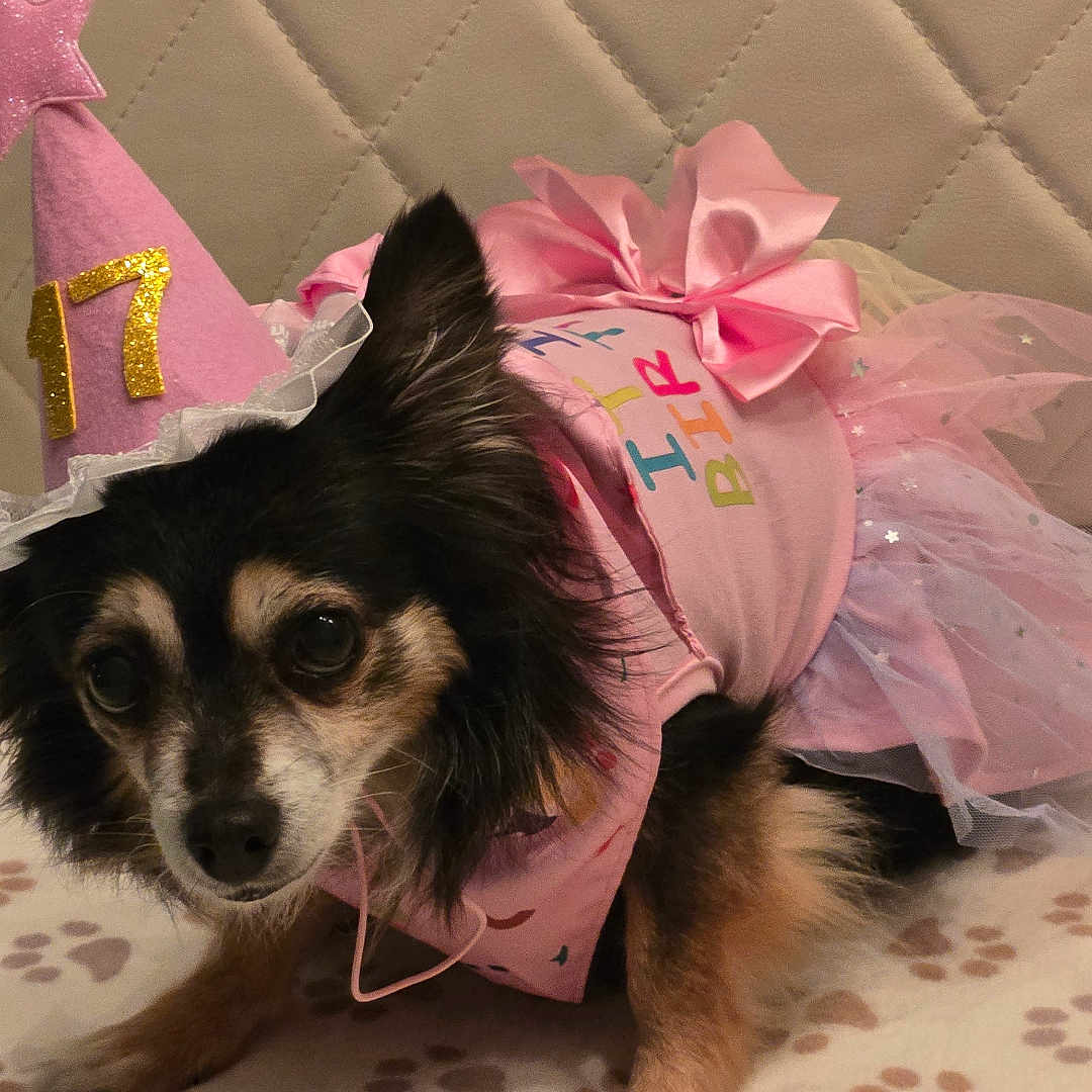 Lulu is registered to the contest to win money with this photo: animal, birthday, blanket, celebration, costume, cute, dog, ears, eyes, face, fur, indoor, party_hat, paw_prints, pet, pink, quilted_background, sitting, small_dog, tutu