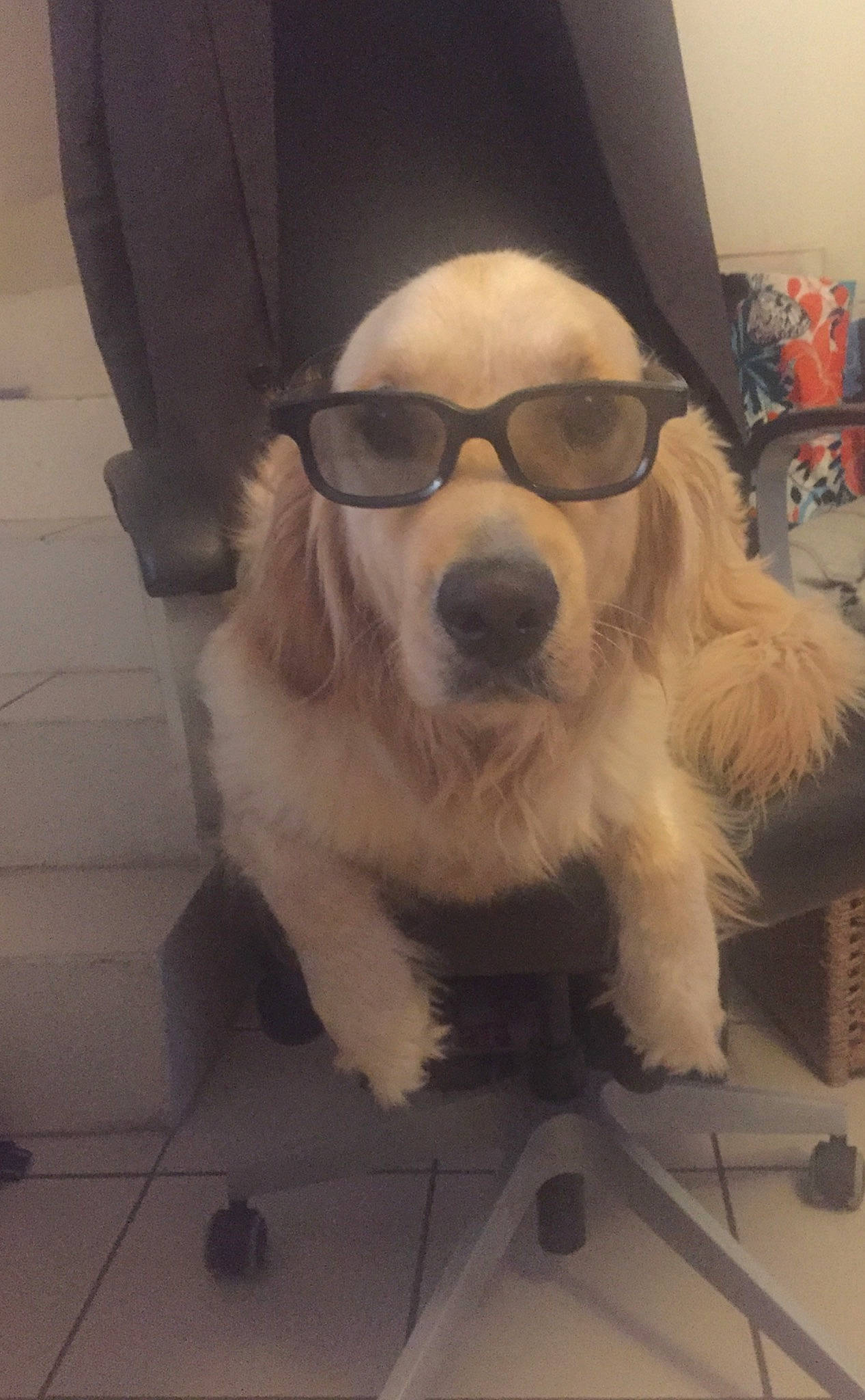 Noah participe au concours pour gagner de l'argent avec cette photo : canidae, carnivore, cocker_spaniel, companion_dog, dog, dog_breed, eyewear, fawn, fur, glasses, nose, puppy, snout, sporting_group, sunglasses, vision_care