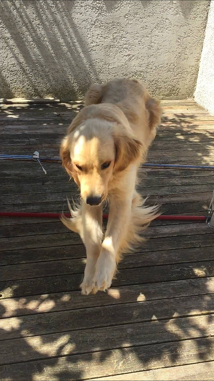 Noah a rejoint le concours — aidez-le/la à gagner de superbes lots ! canidae, carnivore, companion_dog, dog, dog_breed, fawn, golden_retriever, hovawart, mammal, retriever, saluki, small_greek_domestic_dog, sporting_group, street_dog, vertebrate