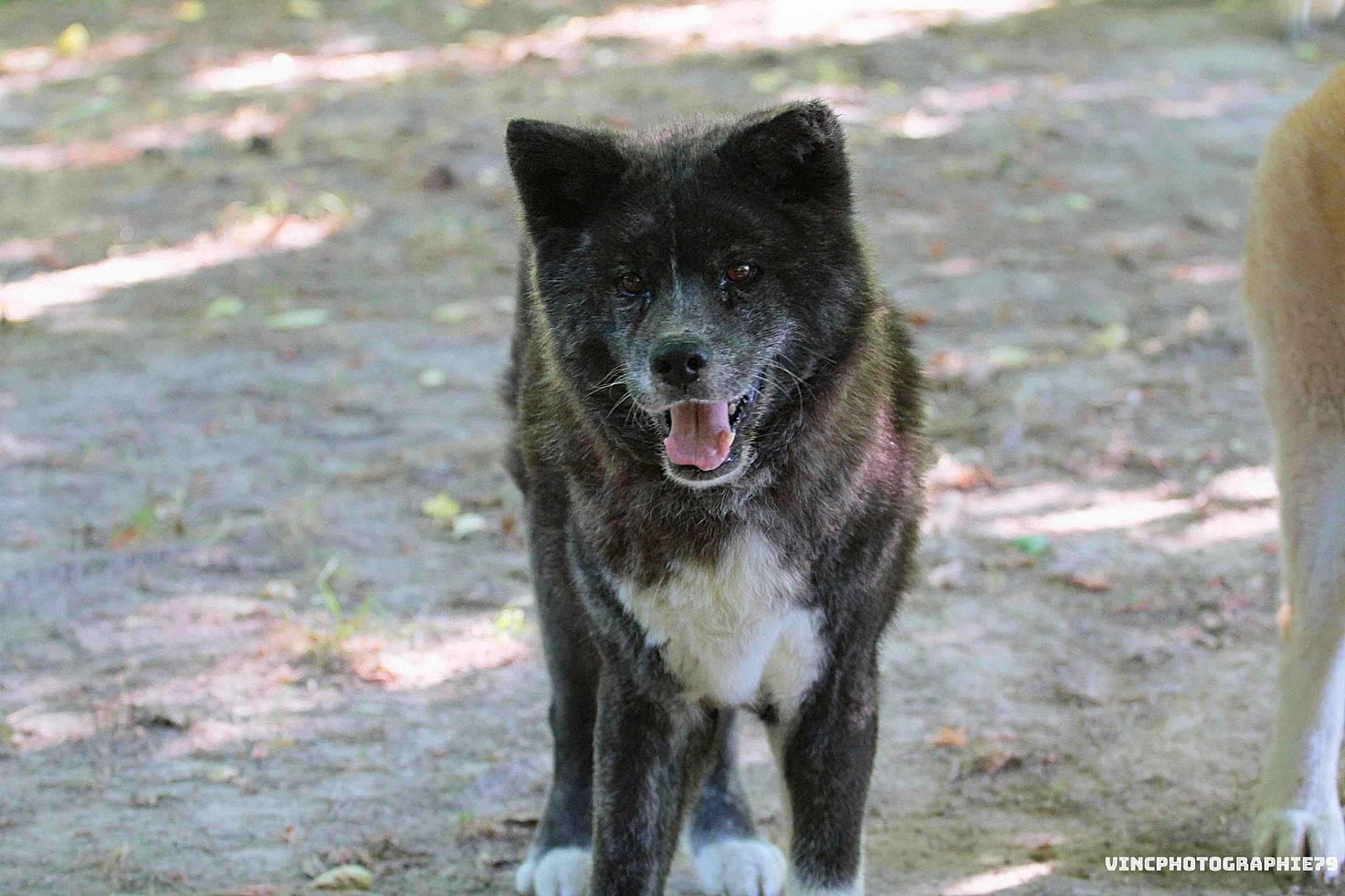 Kaede participe au concours pour gagner de l'argent avec cette photo : animal, brindle_coat, canine, closeup, companion, daylight, dirt_path, dog, friendly, happy, mammal, nature, outdoor, pet, portrait, shadow, standing, sunlight, tongue_out, white_chest
