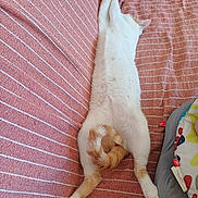 Hunter participe au concours pour gagner de l'argent avec cette photo : cat, stretching, couch, striped, orange, white, tail, paws, relaxing, indoor, feline, pet, fur, sleeping, resting, home, cozy, fabric, pattern, animal