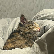 Tinker Bell joined the competition — help win amazing prizes! cat, tabby, sleeping, cozy, blanket, fur, pet, resting, indoor, cute, animal, whiskers, ears, peaceful, soft, comfort, nap, domestic, feline, relaxation