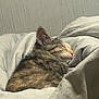 cat, tabby, sleeping, cozy, blanket, fur, pet, resting, indoor, cute, animal, whiskers, ears, peaceful, soft, comfort, nap, domestic, feline, relaxation