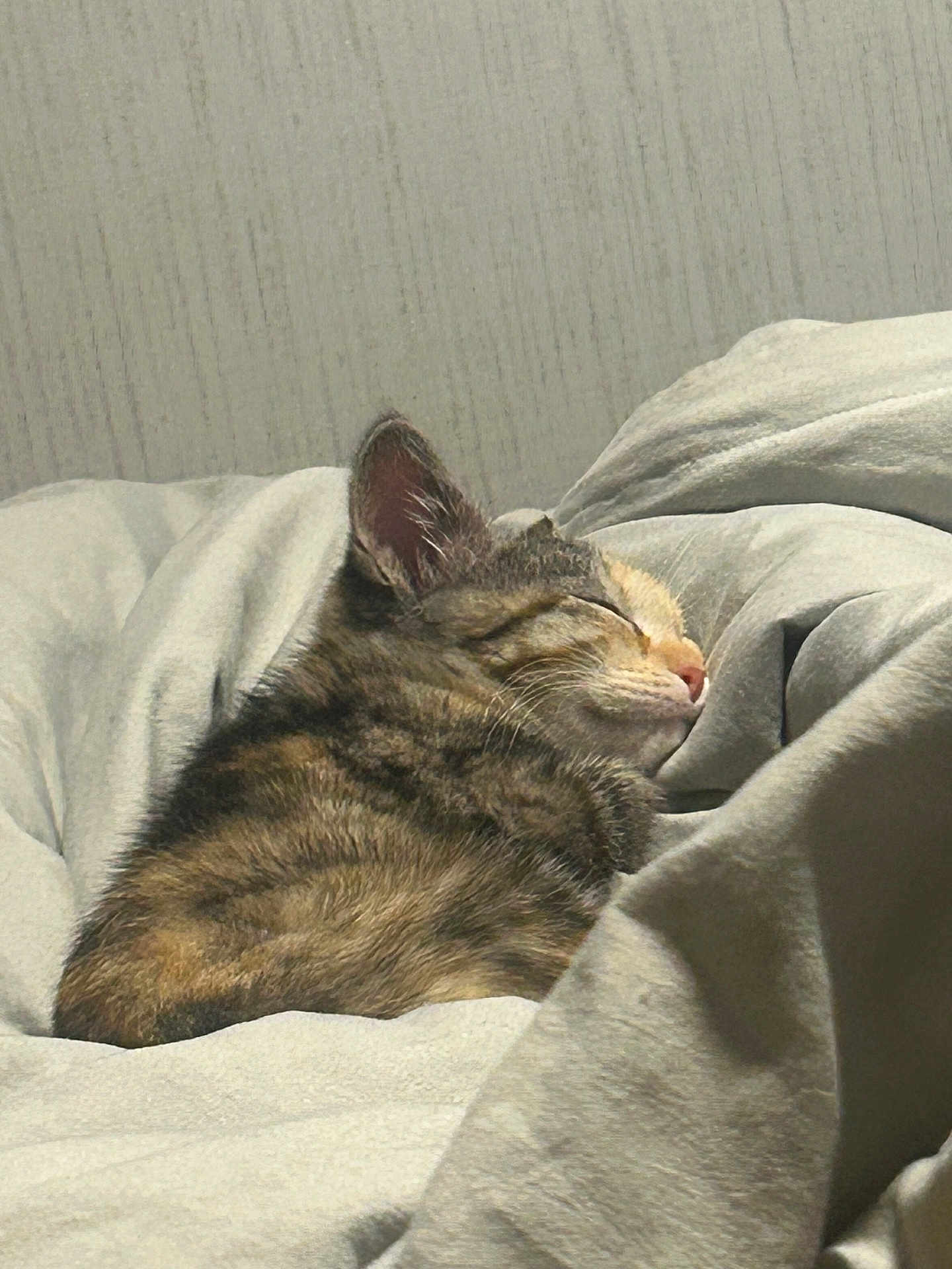 Tinker Bell joined the competition — help win amazing prizes! cat, tabby, sleeping, cozy, blanket, fur, pet, resting, indoor, cute, animal, whiskers, ears, peaceful, soft, comfort, nap, domestic, feline, relaxation