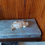 Perle Et White participe au concours pour gagner de l'argent avec cette photo : cat, mattress, wooden_wall, fluffy_cat, indoor, resting, animal, pet, floral_pattern, sprawled, cozy, crate, blanket, floor, furniture, relaxing, home, sleeping, light, corner